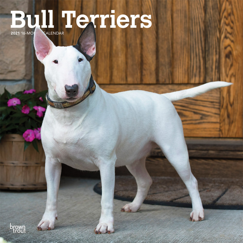Bull Terriers 2021 12 x 12 Inch Monthly Square Wall Calendar, Animals Dog Breeds Terriers