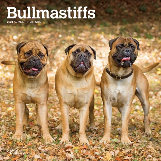 Bullmastiffs 2021 12 x 12 Inch Monthly Square Wall Calendar, Animals Dog Breeds