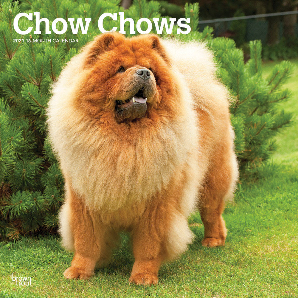 Chow Chows 2021 12 x 12 Inch Monthly Square Wall Calendar, Animals Dog Breeds