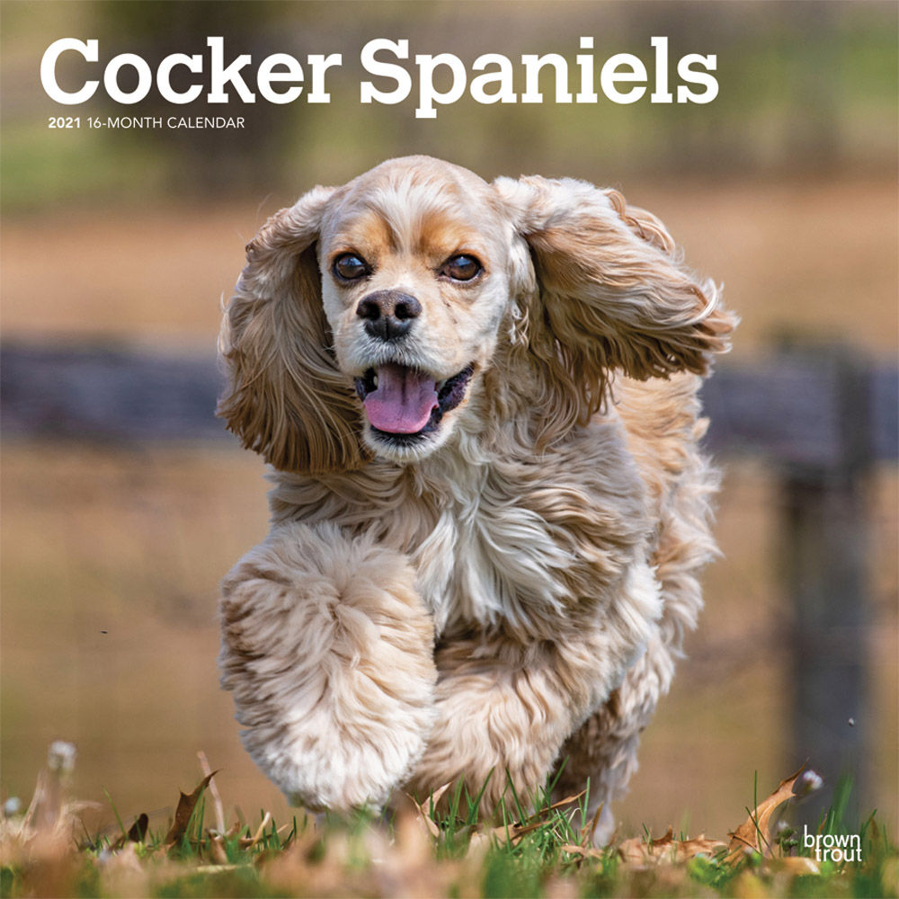 Cocker Spaniels 2021 12 x 12 Inch Monthly Square Wall Calendar, Animals Mixed Dog Breeds