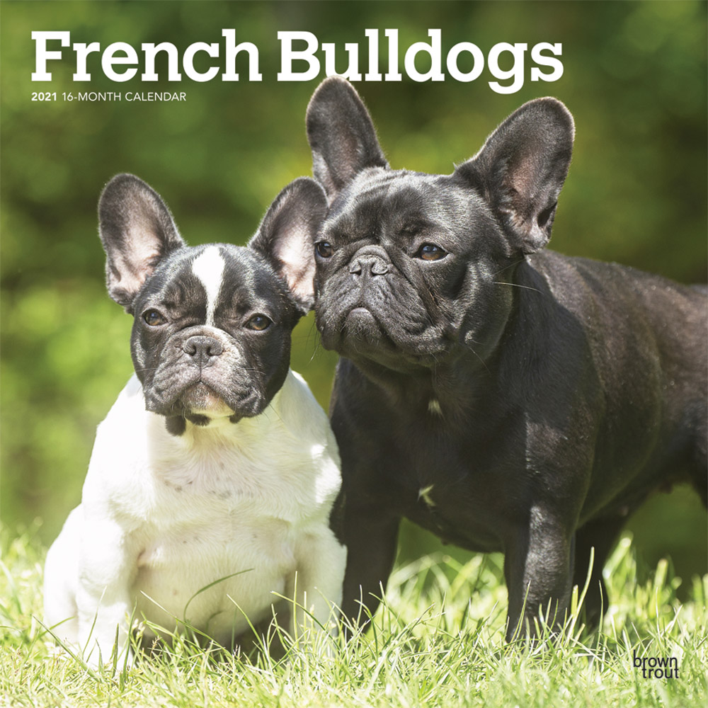 French Bulldogs 2021 12 x 12 Inch Monthly Square Wall Calendar, Animals Dog Breeds French