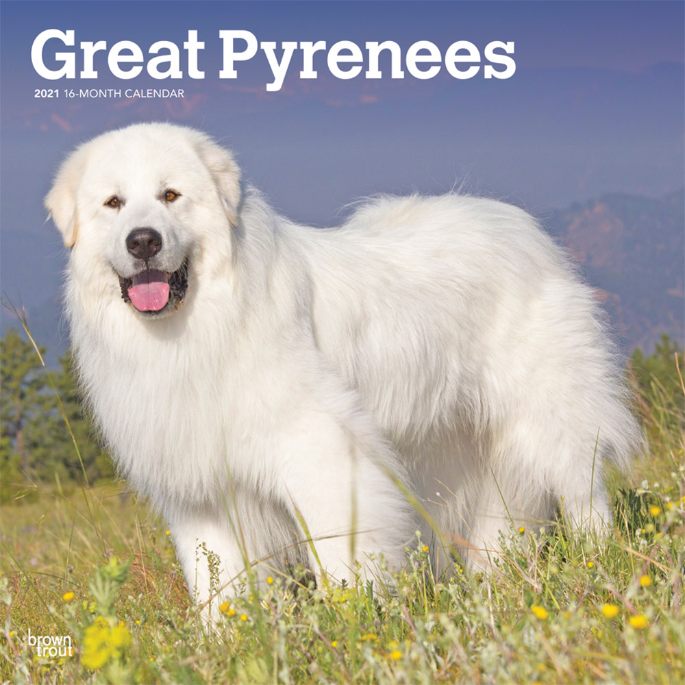 Great Pyrenees 2021 12 x 12 Inch Monthly Square Wall Calendar, Animals Dog Breeds