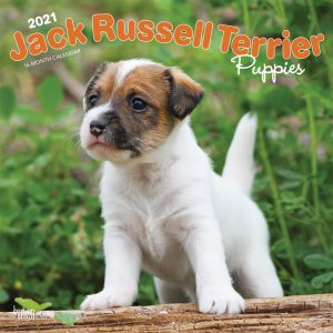 Jack Russell Terrier Puppies 2021 12 x 12 Inch Monthly Square Wall Calendar, Animals Dog Breeds Terriers