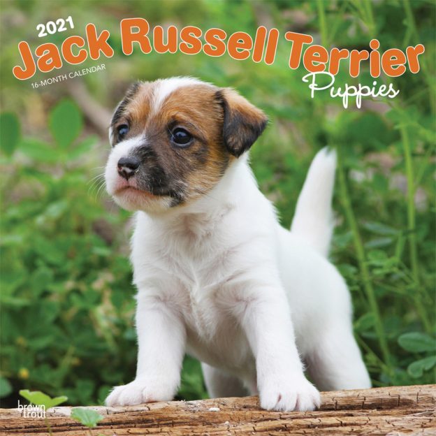 Jack Russell Terrier Puppies 2021 12 x 12 Inch Monthly Square Wall Calendar, Animals Dog Breeds Terriers