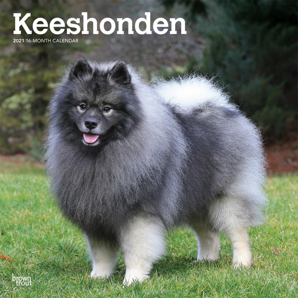 Keeshonden 2021 12 x 12 Inch Monthly Square Wall Calendar, Animals Dog Breeds