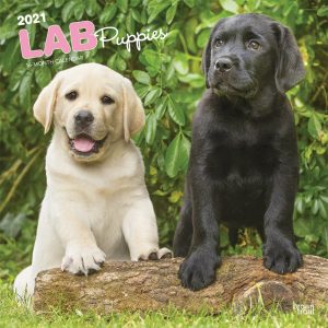 Lab Puppies 2021 12 x 12 Inch Monthly Square Wall Calendar, Animals Dog Breeds Retriever Puppies