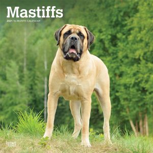 Mastiffs 2021 12 x 12 Inch Monthly Square Wall Calendar, Animals Dog Breeds