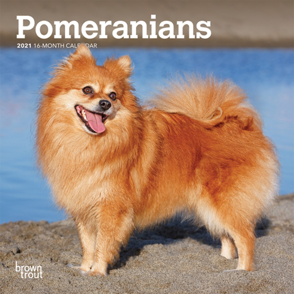Pomeranians 2021 7 x 7 Inch Monthly Mini Wall Calendar, Animals Small Dog Breeds