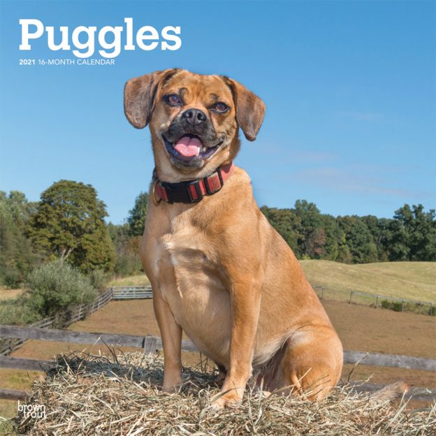 Puggles 2021 12 x 12 Inch Monthly Square Wall Calendar, Animals Mixed Dog Breeds