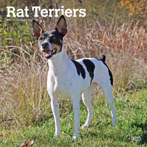 Rat Terriers 2021 12 x 12 Inch Monthly Square Wall Calendar, Animals Dog Breeds Terriers