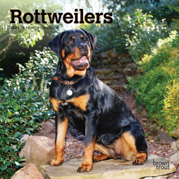 Rottweilers 2021 7 x 7 Inch Monthly Mini Wall Calendar, Animals Dog Breeds