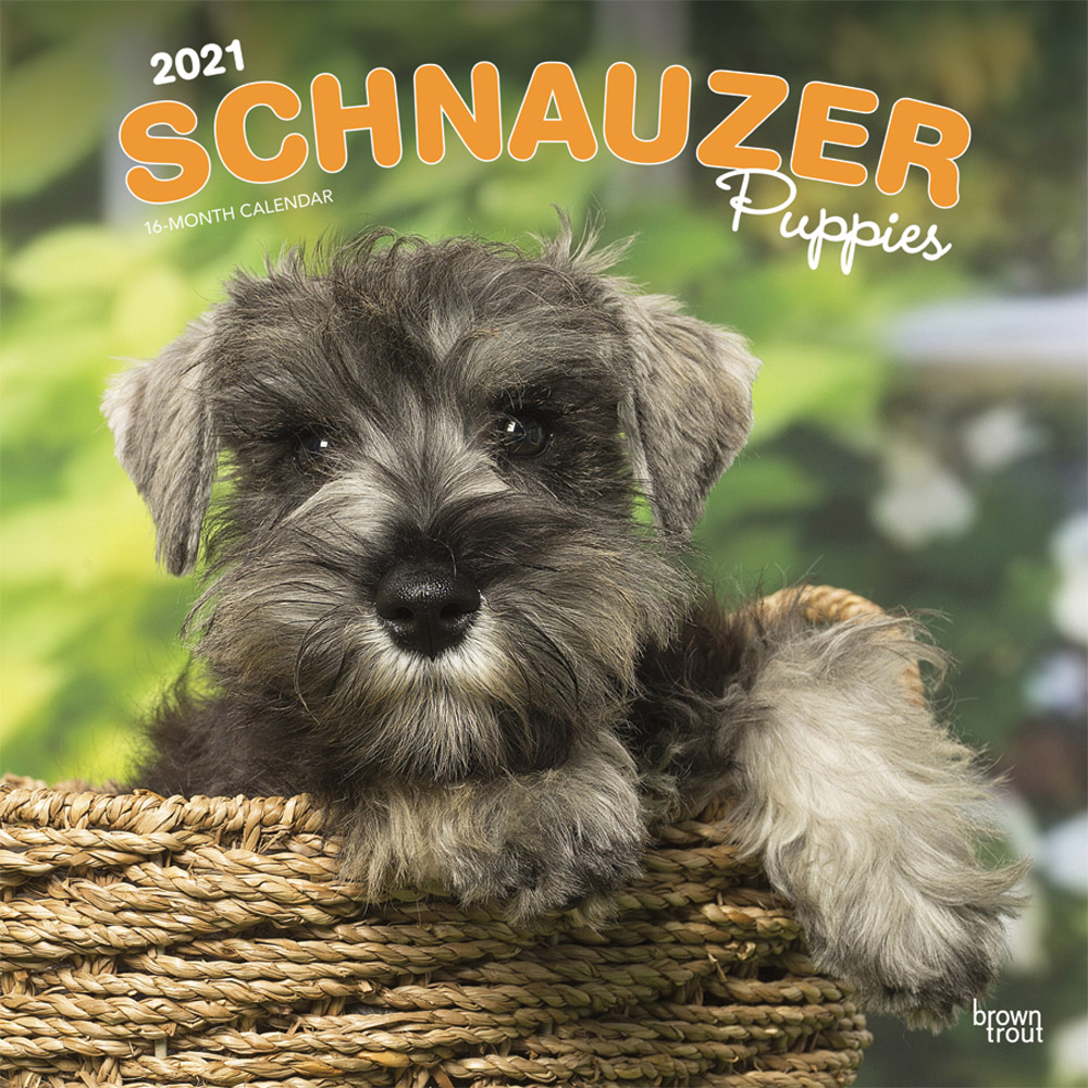 Schnauzer Puppies 2021 12 x 12 Inch Monthly Square Wall Calendar, Animals Dog Breeds Puppies