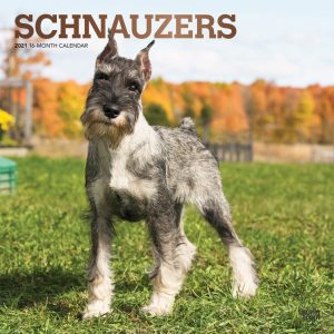 Schnauzers 2021 12 x 12 Inch Monthly Square Wall Calendar with Foil Stamped Cover, Animals Dog Breeds
