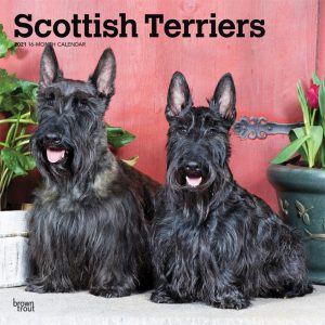 Scottish Terriers 2021 12 x 12 Inch Monthly Square Wall Calendar, Animals Dog Breeds