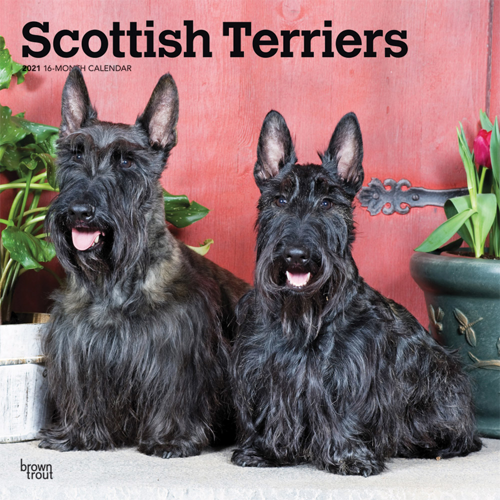 Scottish Terriers 2021 12 x 12 Inch Monthly Square Wall Calendar, Animals Dog Breeds