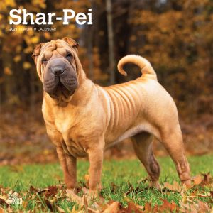 Shar Pei 2021 12 x 12 Inch Monthly Square Wall Calendar, Animals Dog Breeds