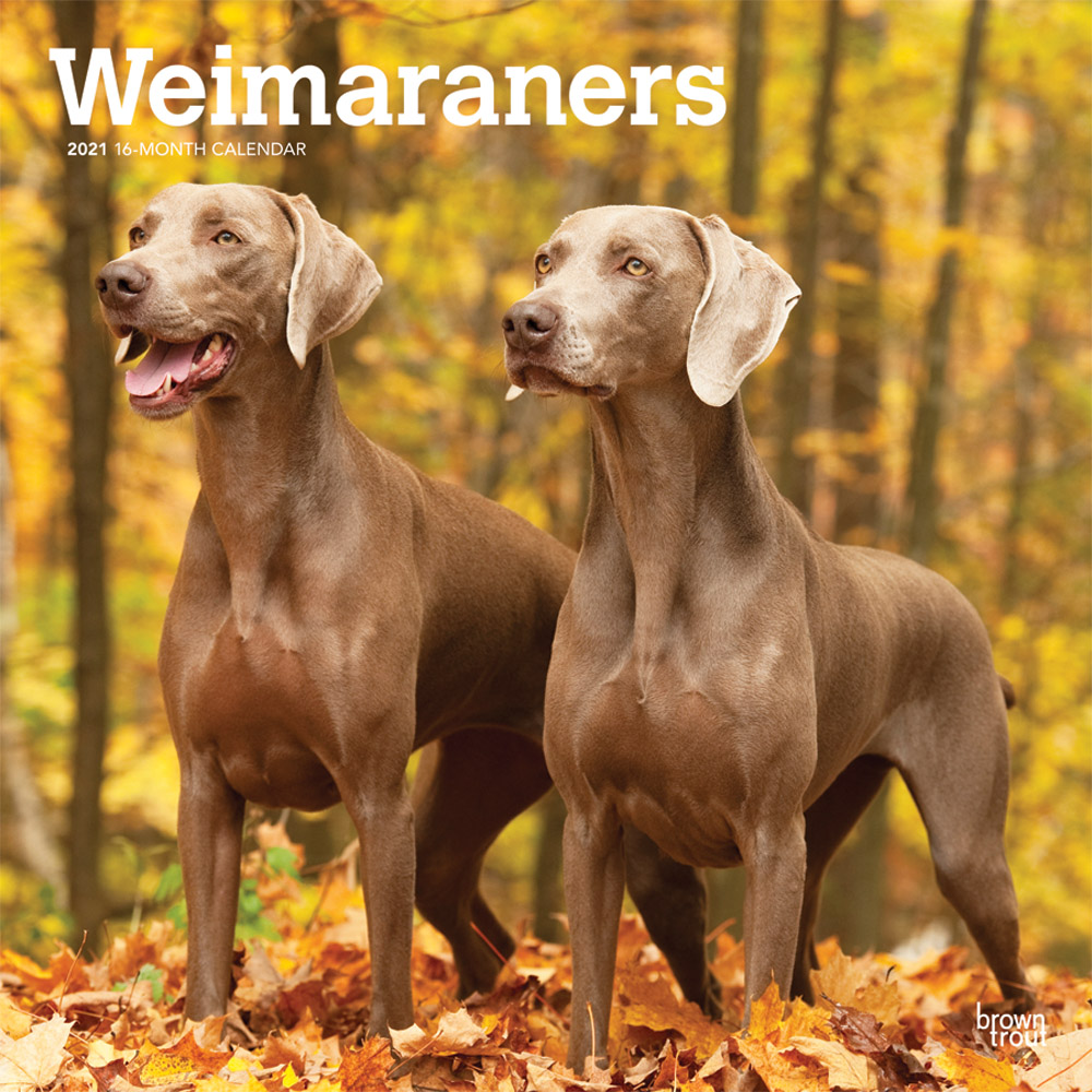 Weimaraners 2021 12 x 12 Inch Monthly Square Wall Calendar, Animals Dog Breeds