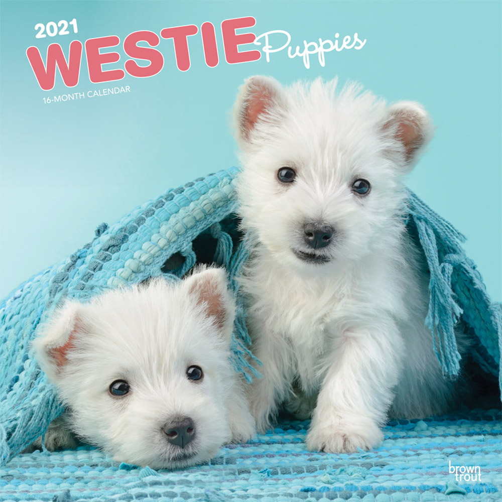 West Highland White Terrier Puppies 2021 12 x 12 Inch Monthly Square Wall Calendar, Animals Dog Breeds Terrier Puppies