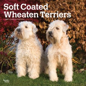 Soft Coated Wheaten Terriers 2021 12 x 12 Inch Monthly Square Wall Calendar, Animals Dog Breeds Terriers