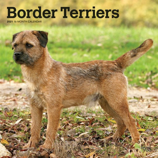 Border Terriers 2021 12 x 12 Inch Monthly Square Wall Calendar, Animals Dog Breeds Terriers