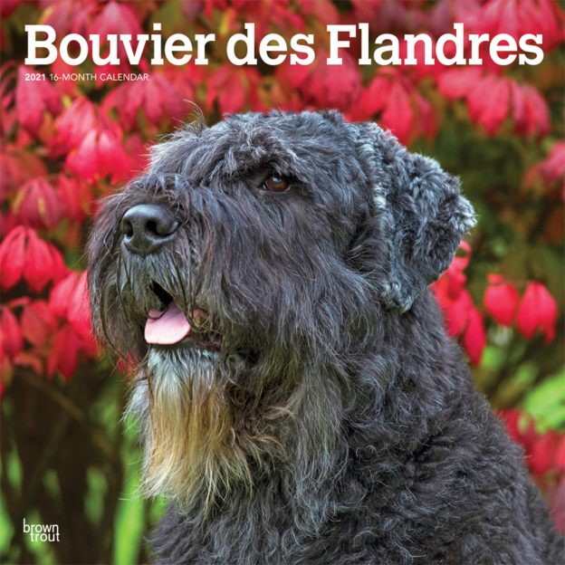 Bouvier des Flandres 2021 12 x 12 Inch Monthly Square Wall Calendar, Animals Dog Breeds