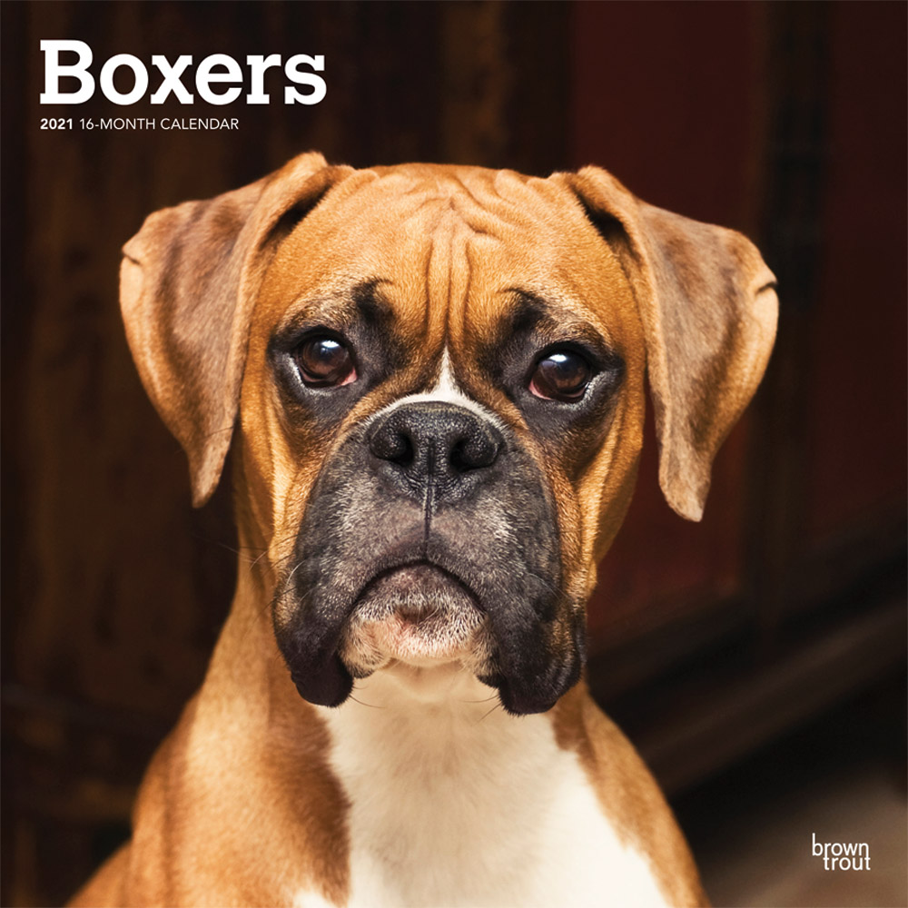 Boxers International Edition 2021 12 x 12 Inch Monthly Square Wall Calendar, Animals Dog Breeds