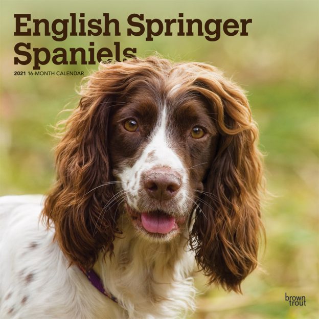 English Springer Spaniels International Edition 2021 12 x 12 Inch Monthly Square Wall Calendar, Animals Dog Breeds