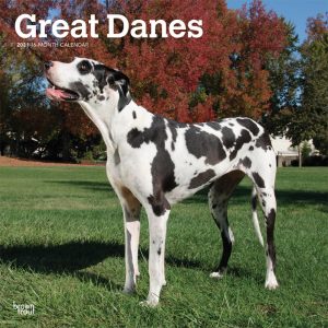 Great Danes International Edition 2021 12 x 12 Inch Monthly Square Wall Calendar, Animals Dog Breeds