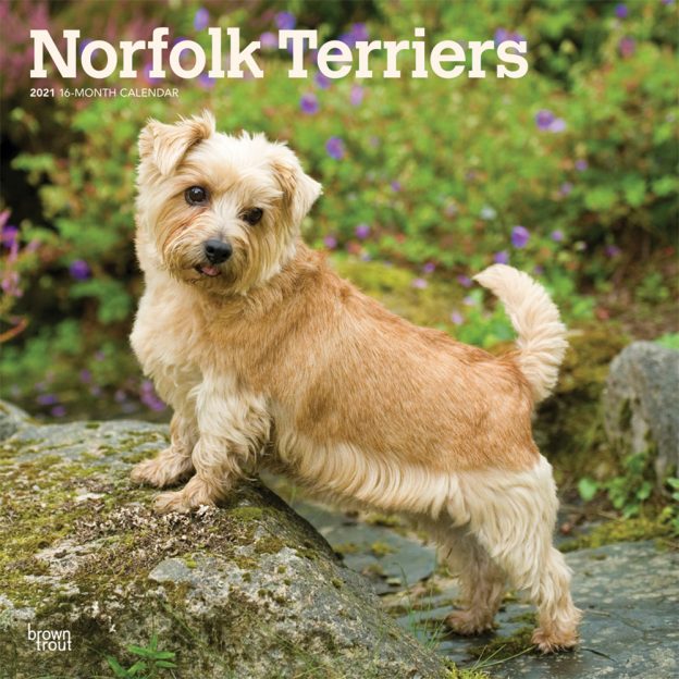 Norfolk Terriers 2021 12 x 12 Inch Monthly Square Wall Calendar, Animals Dog Breeds Terriers