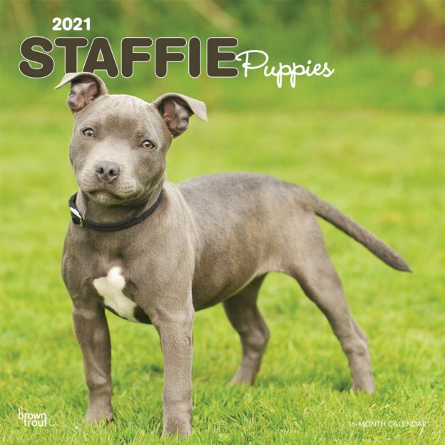 Staffie Puppies 2021 12 x 12 Inch Monthly Square Wall Calendar, Animals Dog Breeds Staffordshire