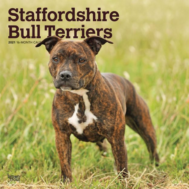 Staffordshire Bull Terriers 2021 12 x 12 Inch Monthly Square Wall Calendar, Animals Dog Breeds