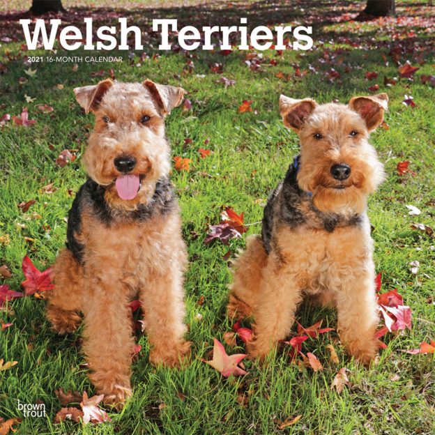 Welsh Terriers 2021 12 x 12 Inch Monthly Square Wall Calendar, Animals Dog Breeds Terriers