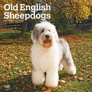 Old English Sheepdogs 2021 12 x 12 Inch Monthly Square Wall Calendar, Animals Dog Breeds