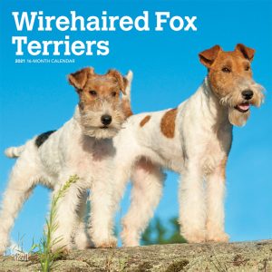 Wirehaired Fox Terriers 2021 12 x 12 Inch Monthly Square Wall Calendar, Animals Dog Breeds Terriers