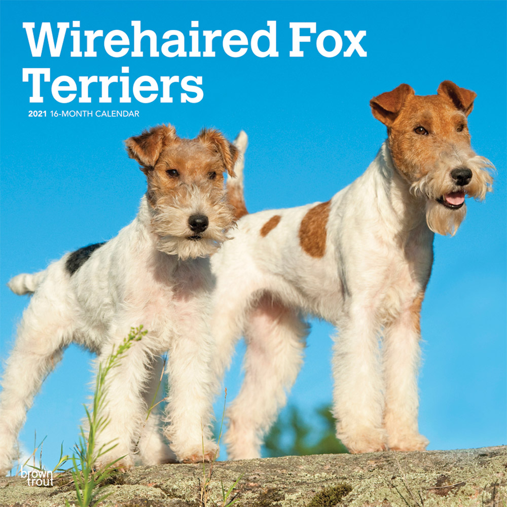 Wirehaired Fox Terriers 2021 12 x 12 Inch Monthly Square Wall Calendar, Animals Dog Breeds Terriers
