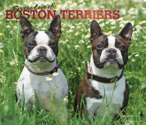 For the Love of Boston Terriers 2021 14 x 12 Inch Monthly Deluxe Wall Calendar with Foil Stamped Cover, Animal Dog Breeds