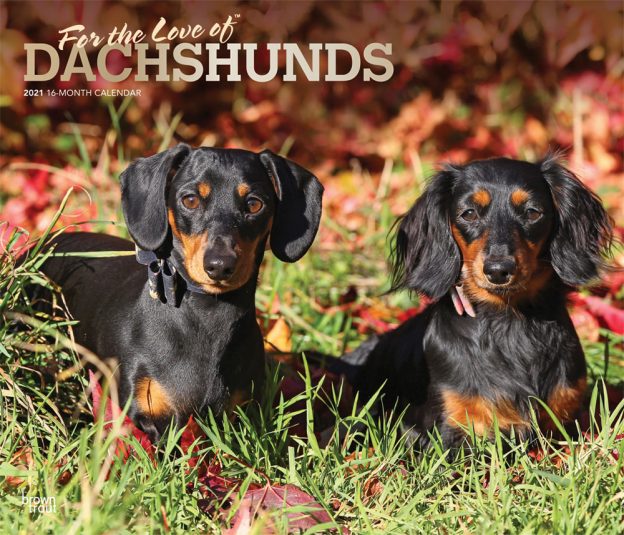 For the Love of Dachshunds 2021 14 x 12 Inch Monthly Deluxe Wall Calendar with Foil Stamped Cover, Animal Dog Breeds Dachshunds