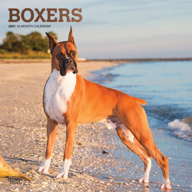 Boxers 2021 12 x 12 Inch Monthly Square Wall Calendar with Foil Stamped Cover, Animals Dog Breeds
