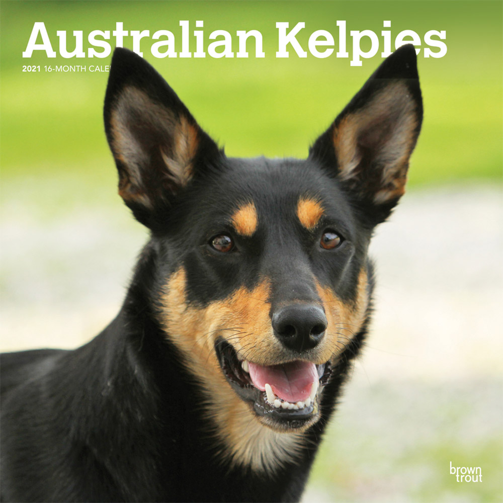 Australian Kelpies 2021 12 x 12 Inch Monthly Square Wall Calendar, Animal Dog Breeds