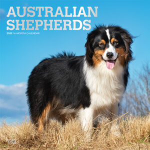 Australian Shepherds 2022 12 x 12 Inch Monthly Square Wall Calendar with Foil Stamped Cover, Animals Dog Breeds DogDays