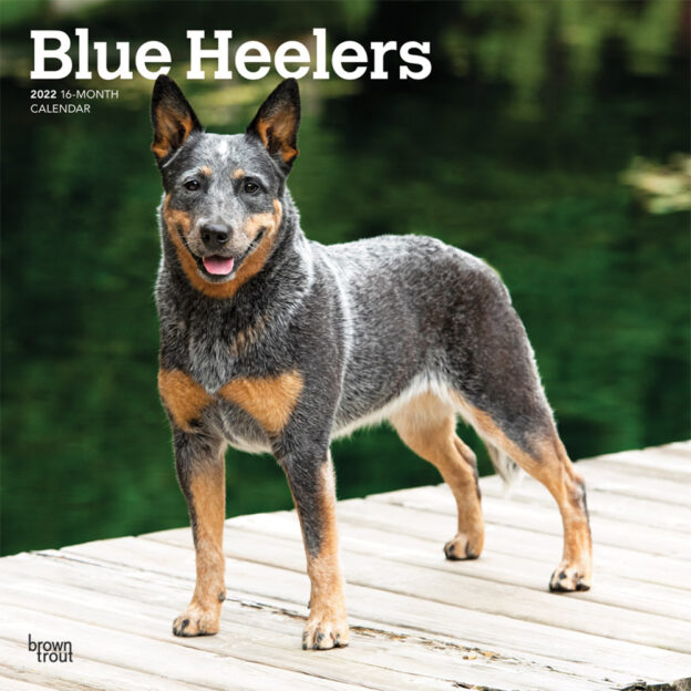 Blue Heelers 2022 12 x 12 Inch Monthly Square Wall Calendar, Animals Dog Breeds DogDays