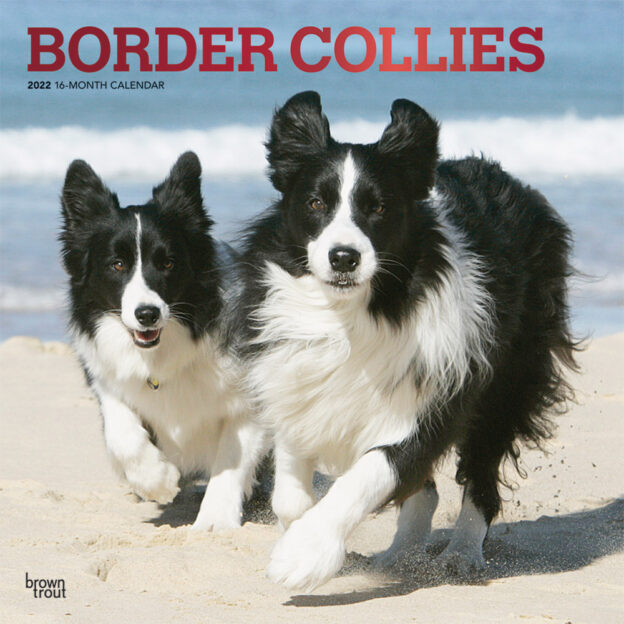 Border Collies 2022 12 x 12 Inch Monthly Square Wall Calendar with Foil Stamped Cover, Animals Dog Breeds DogDays