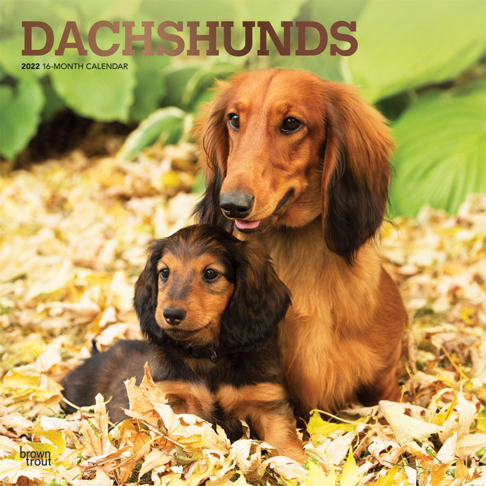 Dachshunds 2022 12 x 12 Inch Monthly Square Wall Calendar with Foil Stamped Cover, Animals Dog Breeds DogDays
