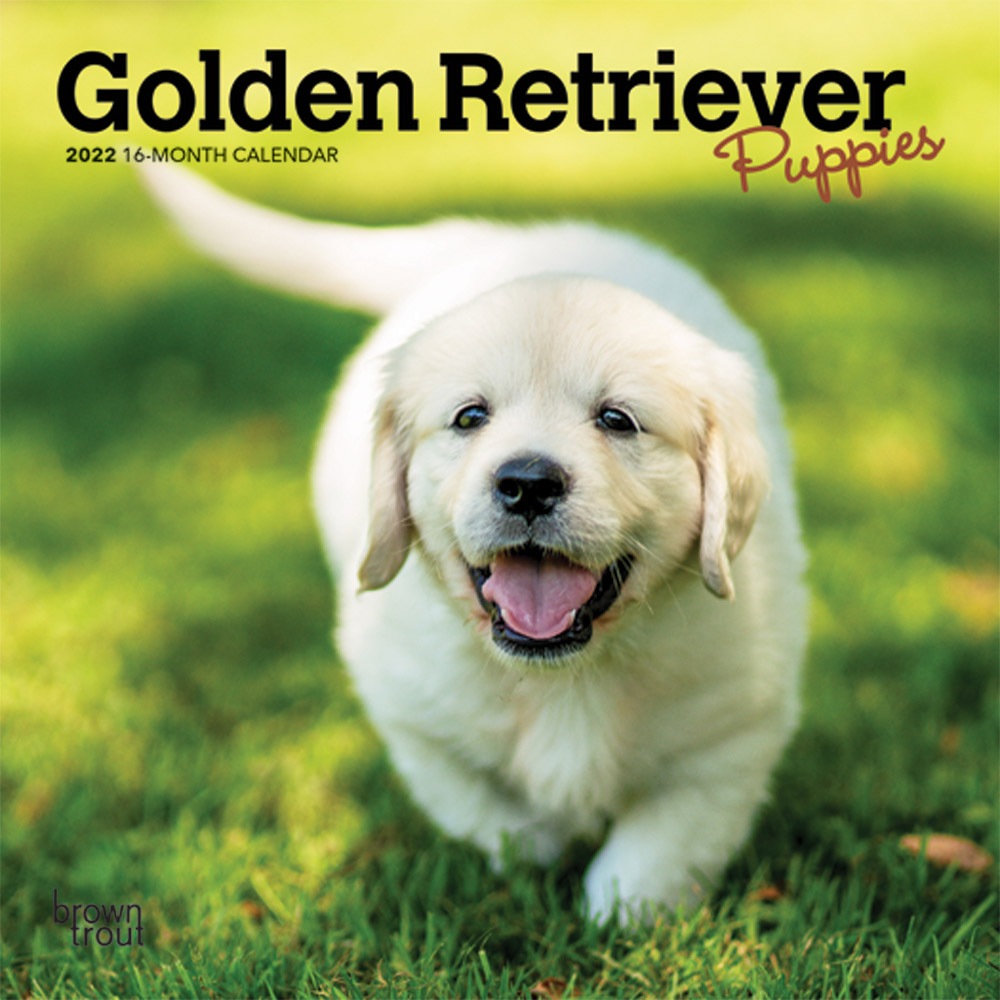 Golden Retriever Puppies 2022 7 x 7 Inch Monthly Mini Wall Calendar, Animals Dog Breeds Puppy DogDays