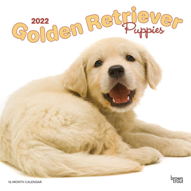 Golden Retriever Puppies 2022 12 x 12 Inch Monthly Square Wall Calendar, Animals Dog Breeds Puppy DogDays