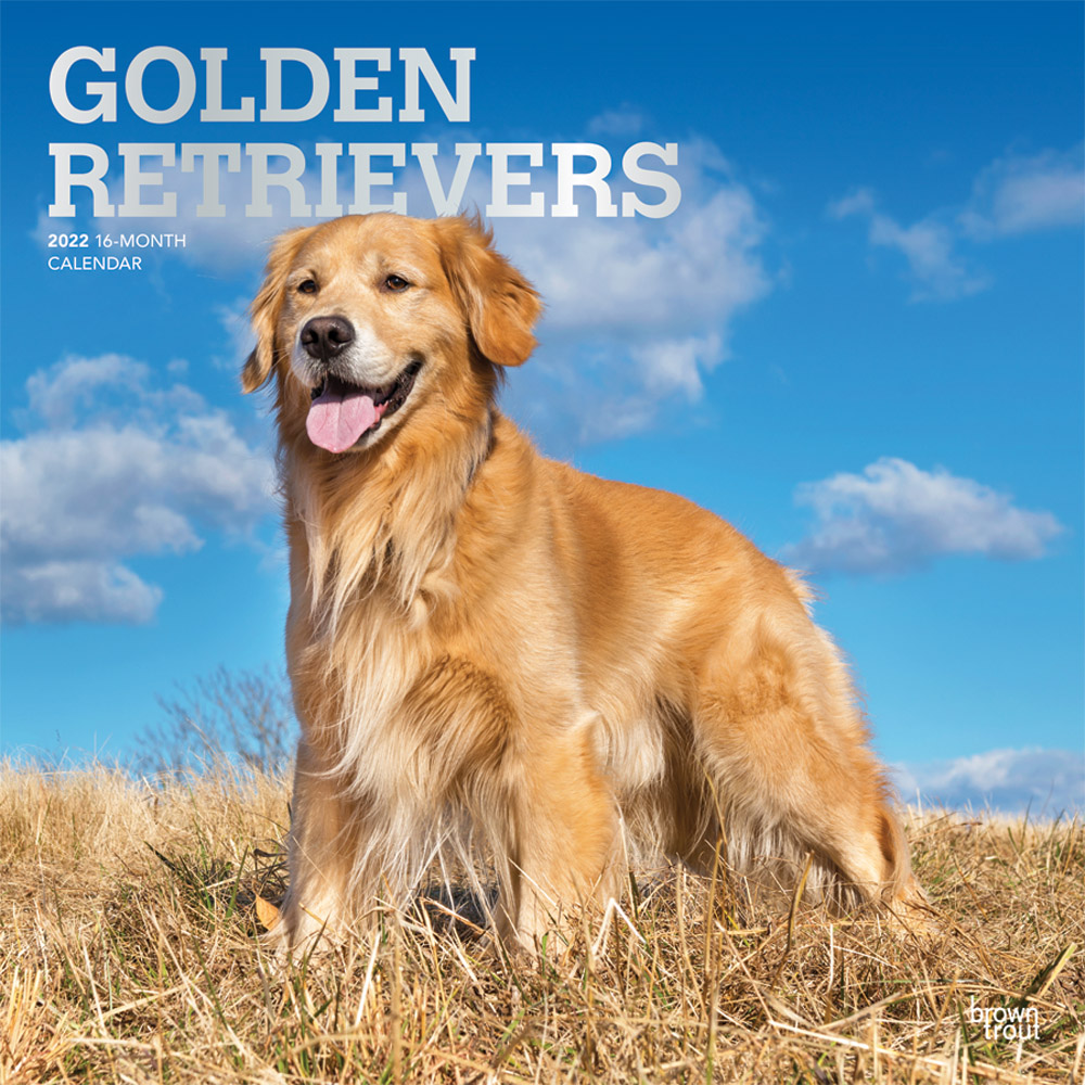 Golden Retrievers 2022 12 x 12 Inch Monthly Square Wall Calendar with Foil Stamped Cover, Animals Dog Breeds Retriever