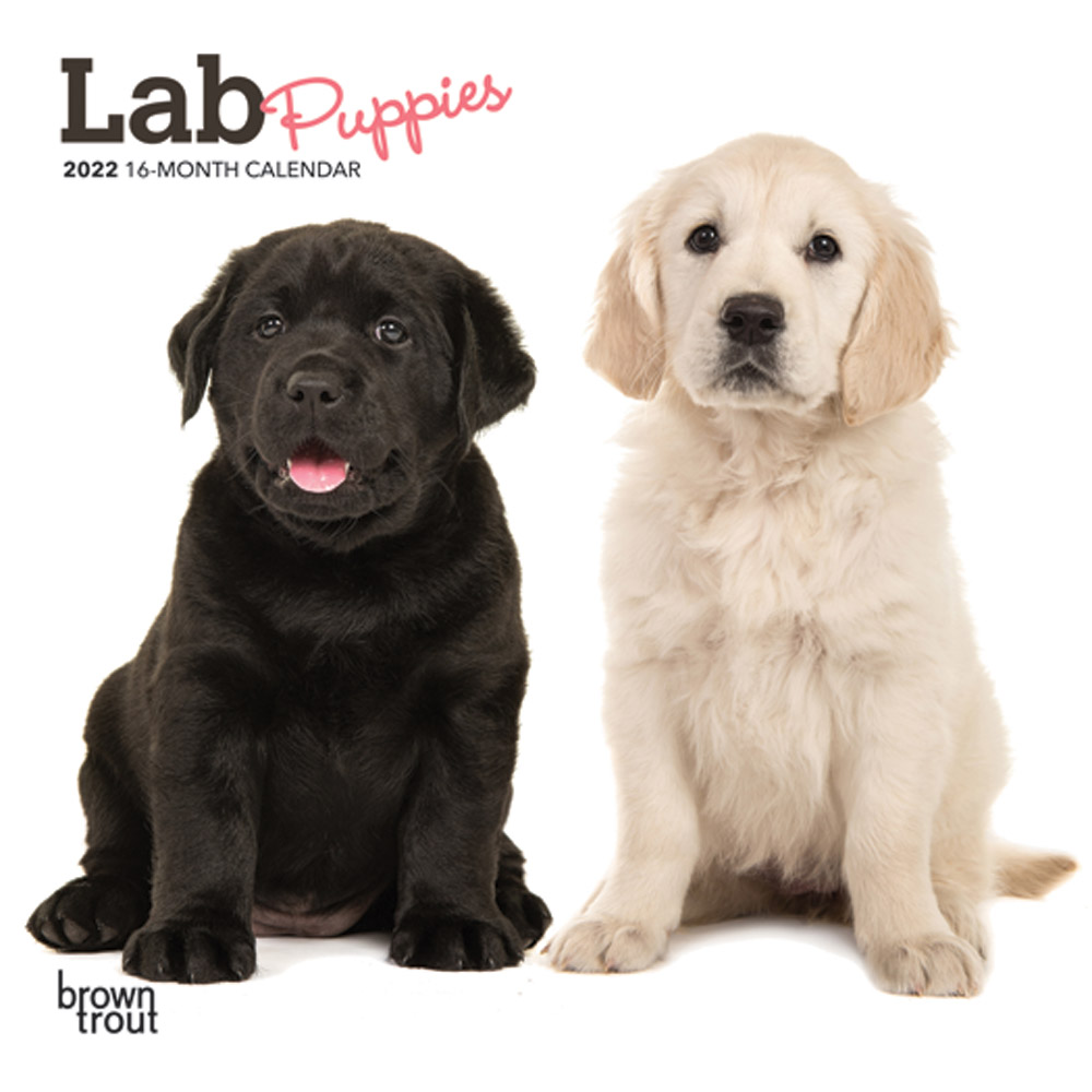 Lab Puppies 2022 7 x 7 Inch Monthly Mini Wall Calendar, Animals Dog Breeds Puppy DogDays