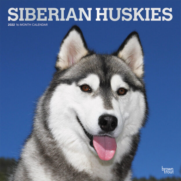 Siberian Huskies 2022 12 x 12 Inch Monthly Square Wall Calendar with Foil Stamped Cover, Animal Dog Breeds DogDays