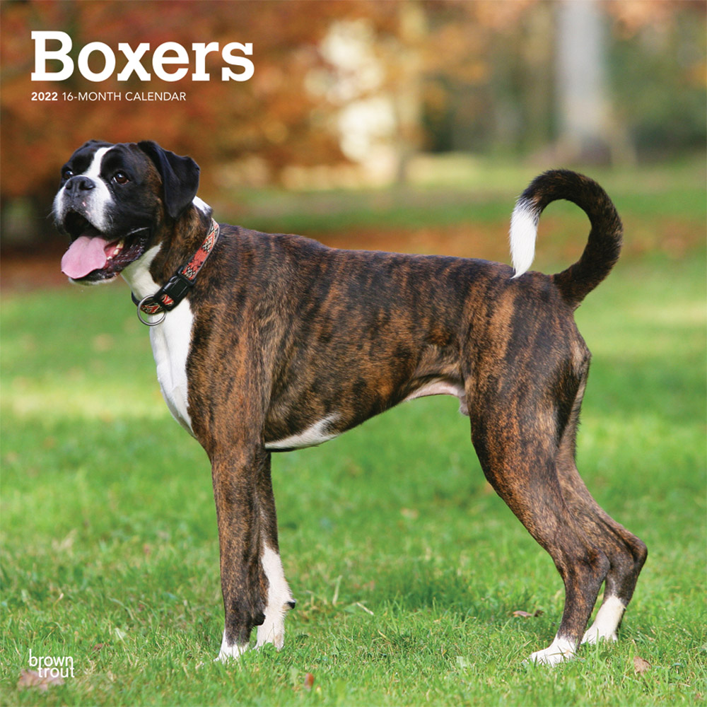 Boxers International Edition 2022 12 x 12 Inch Monthly Square Wall Calendar, Animals Dog Breeds DogDays