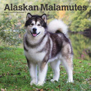 Alaskan Malamutes 2022 12 x 12 Inch Monthly Square Wall Calendar, Animals Dog Breeds DogDays